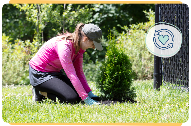 Young woman planting an evergreen tree.